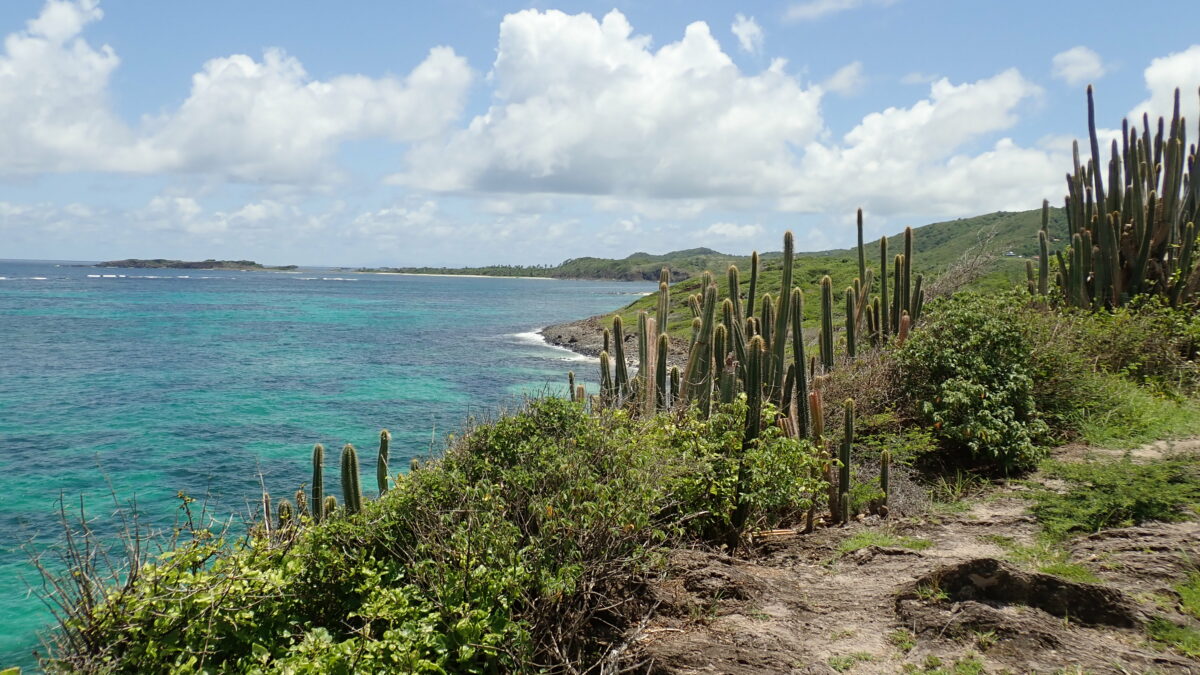 L’Espace est Sud lauréat de BESTLIFE2030 : un projet européen pour préserver la biodiversité martiniquaise