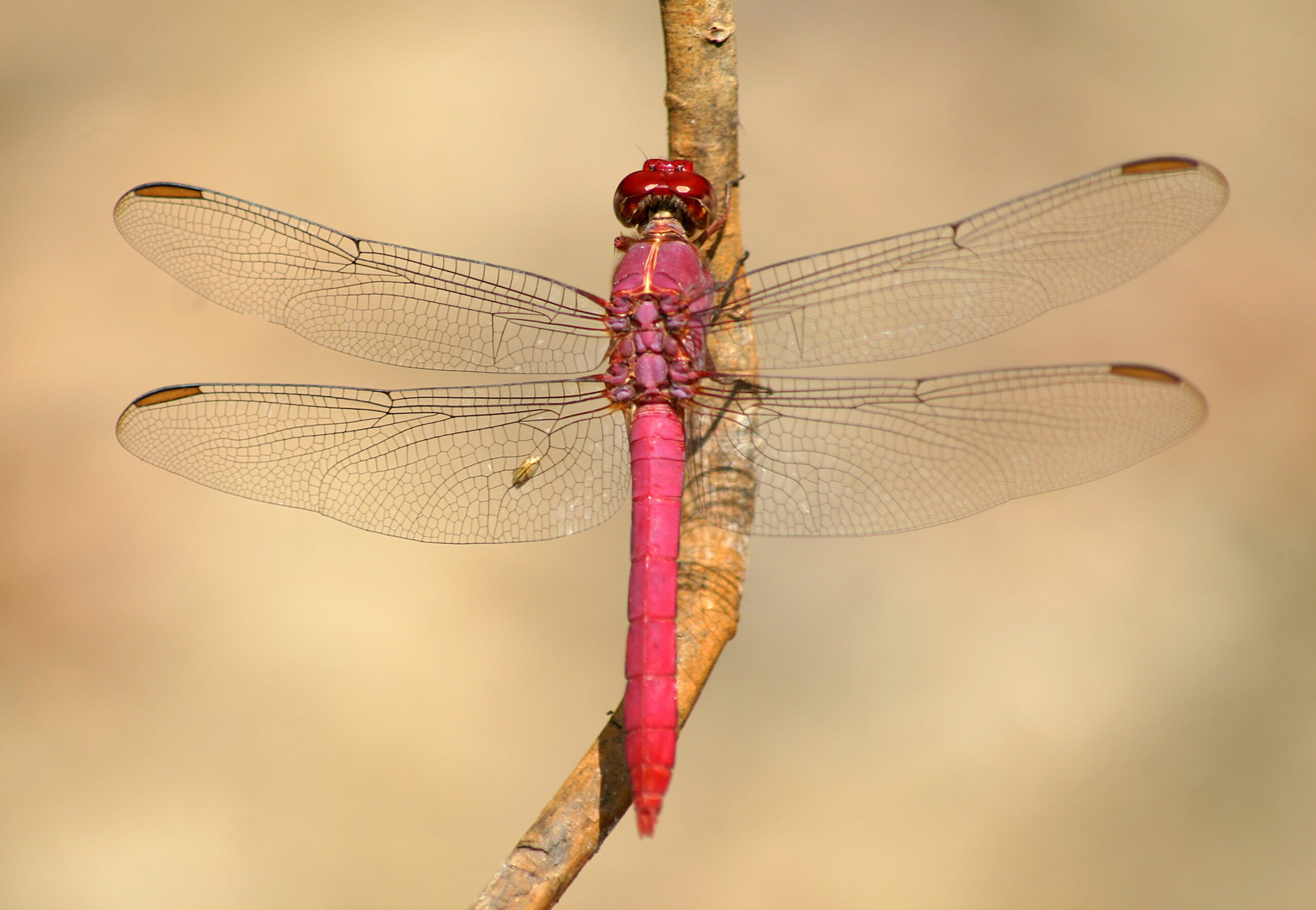 Sympetrum-Gifhorn-06