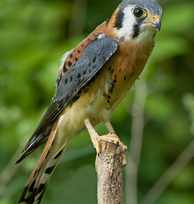 Lancement officiel de l’Atlas de la Biodiversité Intercommunale (ABiC) de l’Espace Sud