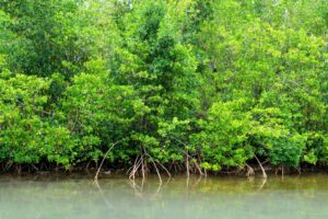 Mangrove