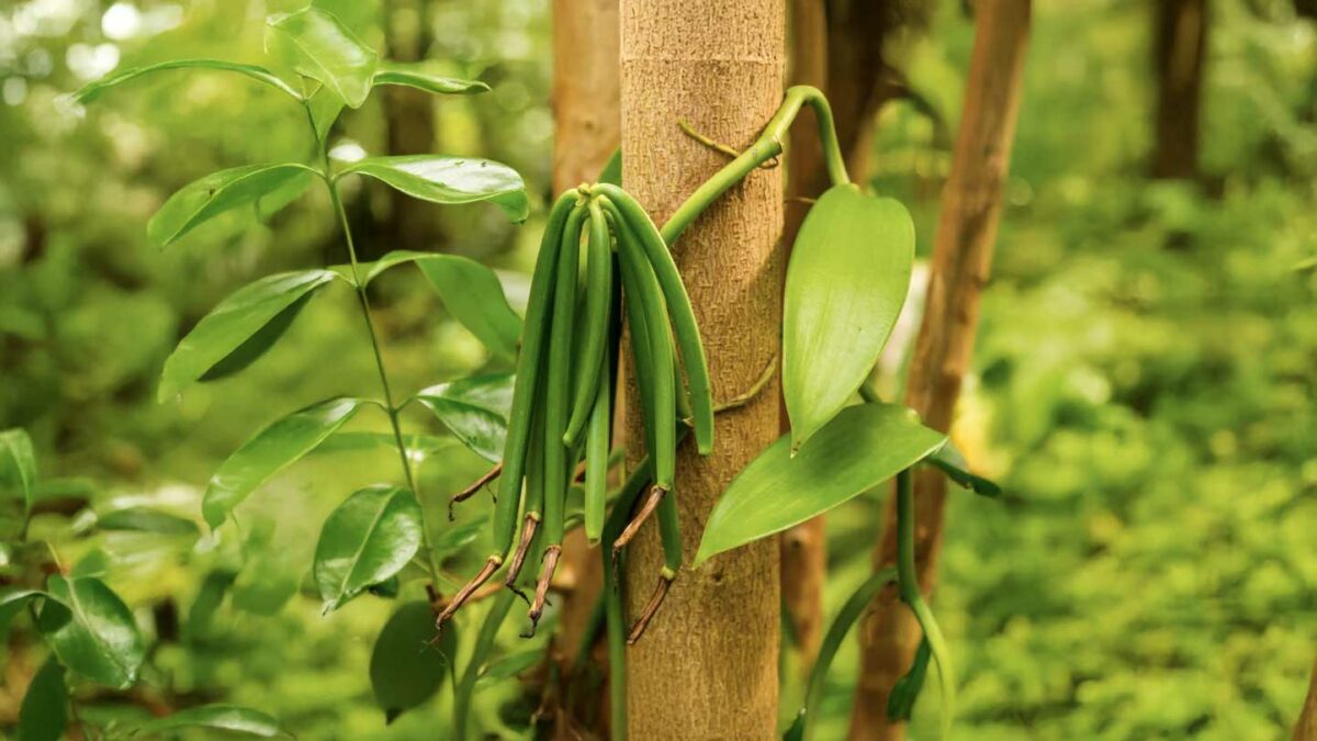 Actions de coopération entre les producteurs/transformateurs de Guadeloupe et de Martinique pour le développement et la structuration de la filière Vanille – (2014-2022)